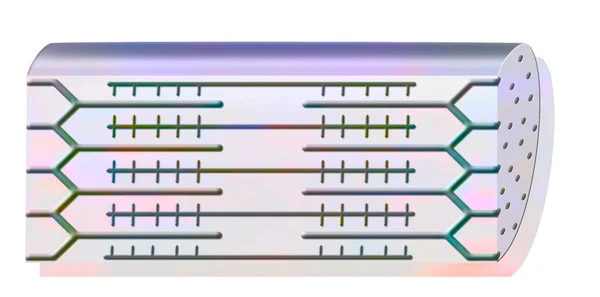 Resting Myofibril Made Fine Actin Thick Myosin Filaments — 图库照片