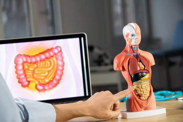 Anatomical Mannequin Teaching Human Organs — Stock Photo, Image