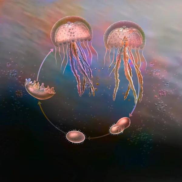 Life cycle of jellyfish (pelagia noctiluca) from fertilization to adulthood.