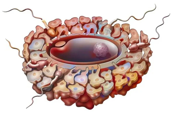 Fertilization Penetration Spermatozoa Oocyte — ストック写真