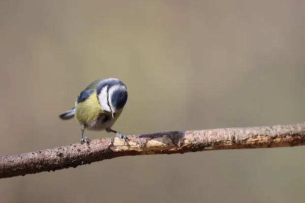 Blue Tit Park Paris Ile France France — Stock Photo, Image