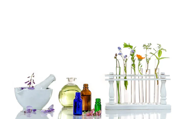 Panoráma Kép Egy Laboratórium Friss Gyógynövény Virágok Készen Áll Kísérlet — Stock Fotó