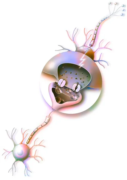 Transmission Nerve Impulses Zoom Synapse — Stock Photo, Image