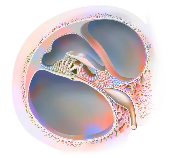 Внутрішнє Вухо Орган Корті Вестибулярним Пандусом — стокове фото