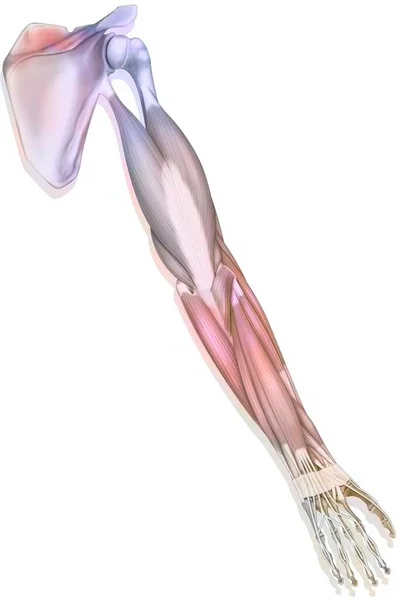 Muscles Upper Right Limb Posterior View — 图库照片