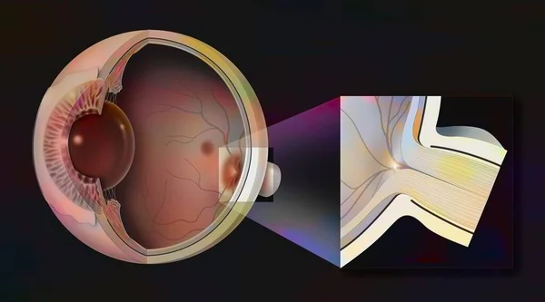 Normal Eye Zoom Papilla Optic Nerve — Stockfoto