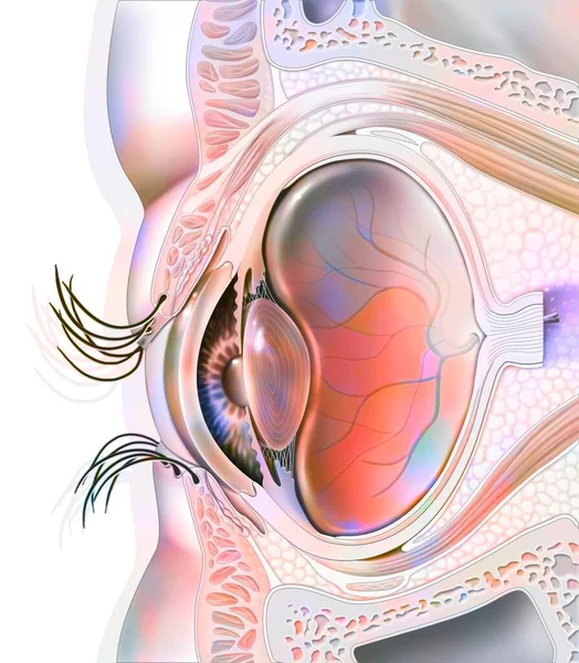 Eye anatomy and sectional eyelids with lens, retina. .