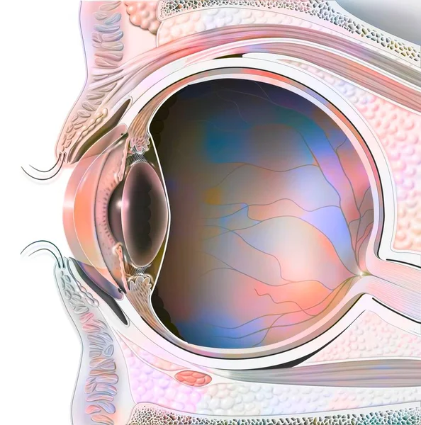 Anatomy of an eye in section showing lens, retina. .