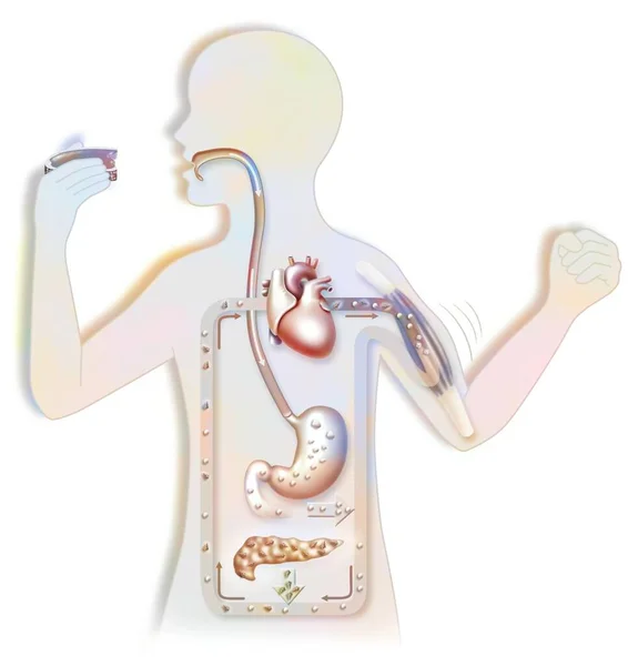 Diagram Sugar Cycle Child Silhouette — 스톡 사진