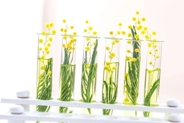 Branch Blossoming Mimosa Laboratory Glass Test Tubes — Stock Photo, Image