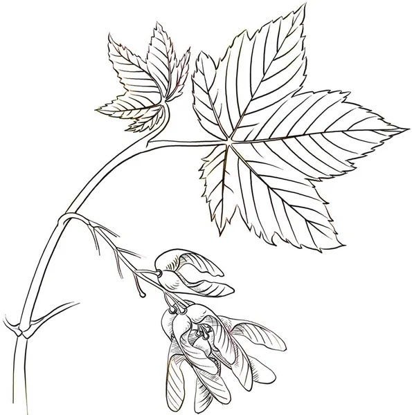 Leaves Fruits Disamares Sycamore Maple Acer Pseudoplatanus — Fotografia de Stock