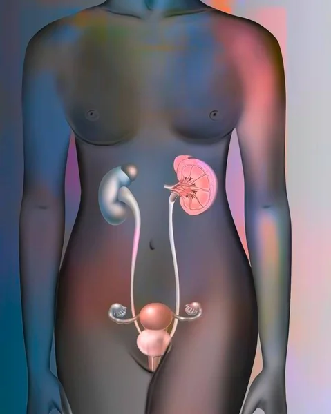 Female Urinary Reproductive System Kidneys Bladder — ストック写真