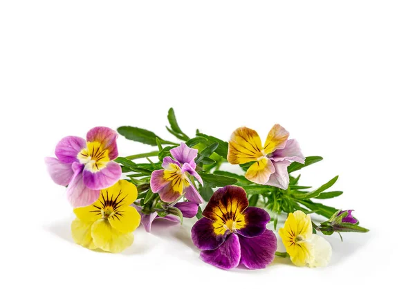 Multicolored Wild Pansy Medicinal Flower Isolated Sidewall Background — Stockfoto