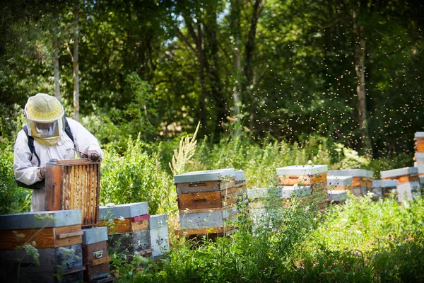 Harvesting Honey Beekeeper France — Zdjęcie stockowe