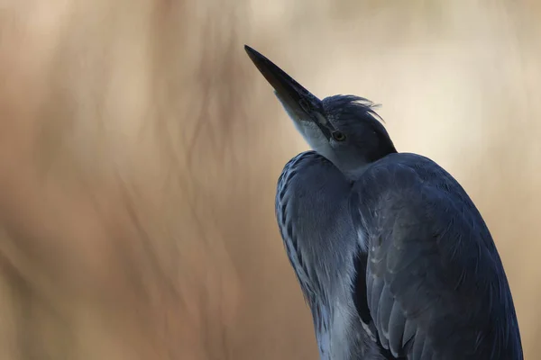 Gray Heron Park Paris Ile France France — Photo