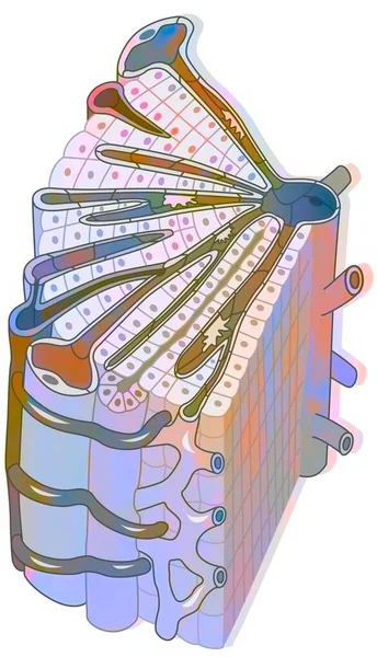 Ηπατικό Λοβόλο Αποτελούμενο Από Ηπατοκύτταρα Κεντρική Φλέβα Κεντρική Φλέβα — Φωτογραφία Αρχείου