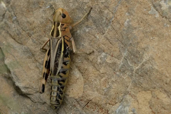 Grasshoppers Alps — Stock fotografie