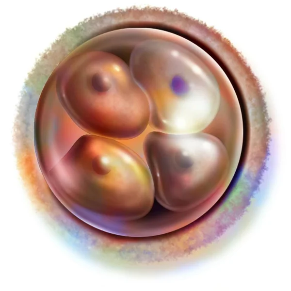 Cell Embryo Hours Fertilization Stage Four Blastomeres —  Fotos de Stock