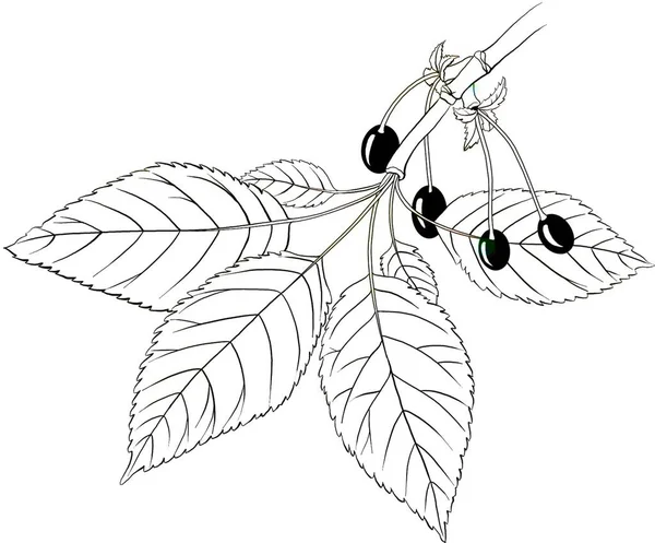 Листья Плоды Дикой Вишни Prunus Avium — стоковое фото
