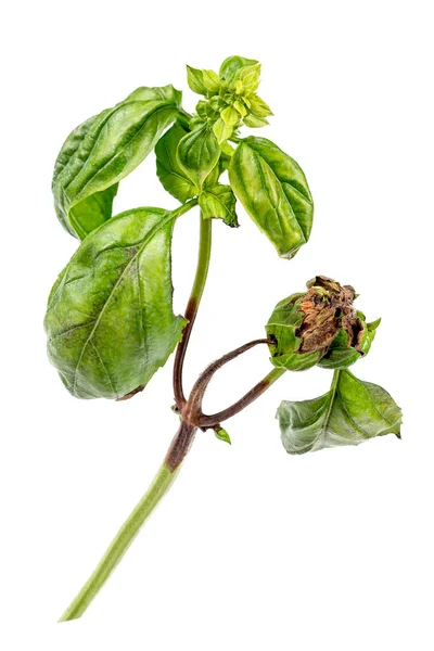 Symptoms Botrytis Cinerea Brown Spots Leaves Stems Basil — Stock Fotó