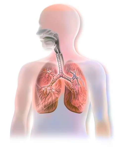 Anatomy Airways Showing Trachea Lungs — Stock Photo, Image