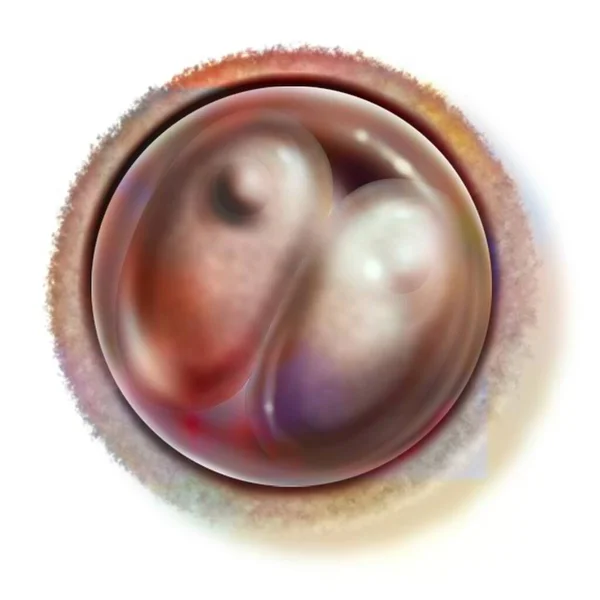 Two Cell Embryo Hours Fertilization Stage Two Blastomeres — Fotografia de Stock