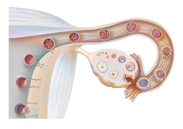 Female Genitalia Ovarian Cycle Ovulation Fertilization Embryo Segmentation Implantation — Fotografia de Stock