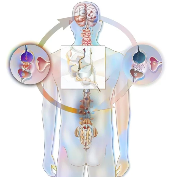 Pain Path Its Inhibition Spinal Cord — ストック写真