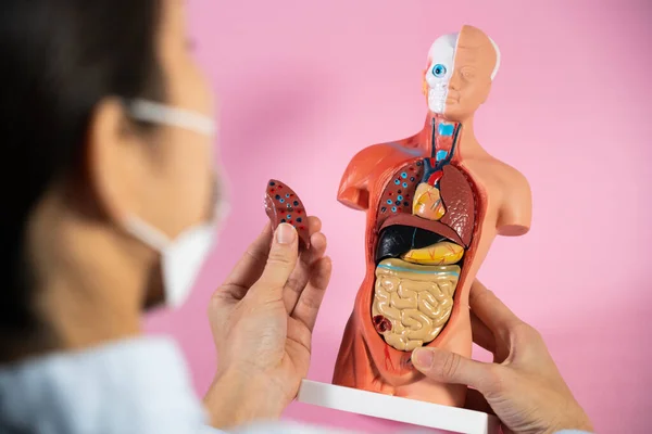 Anatomical Mannequin Teaching Human Organs — Stock Photo, Image