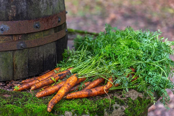 Close Fresh Carrots Stone Wall Forest — Stock Photo, Image