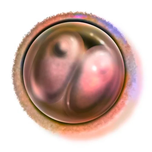 Two Cell Embryo Hours Fertilization Stage Two Blastomeres — Stock Photo, Image