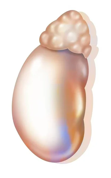 Left Adrenal Gland Located Left Kidney — Foto Stock