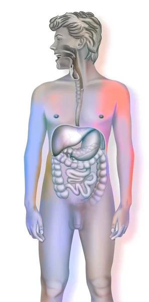 Anatomy Human Digestive System Stomach Small Intestine — Stockfoto