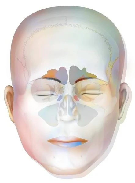 Sinus Frontal Sphenoidal Ethmoidal Maxillary Sinuses — Stok fotoğraf