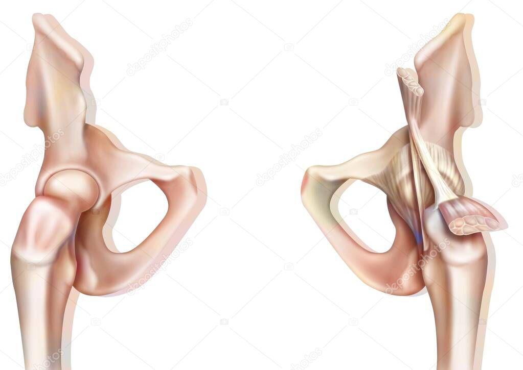 Bone joint of the hip without and with the coxofemoral joint capsule.
