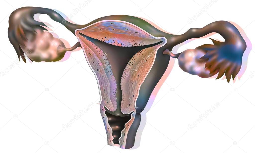 Anatomy of the female genitalia showing the ovaries, the uterus. .