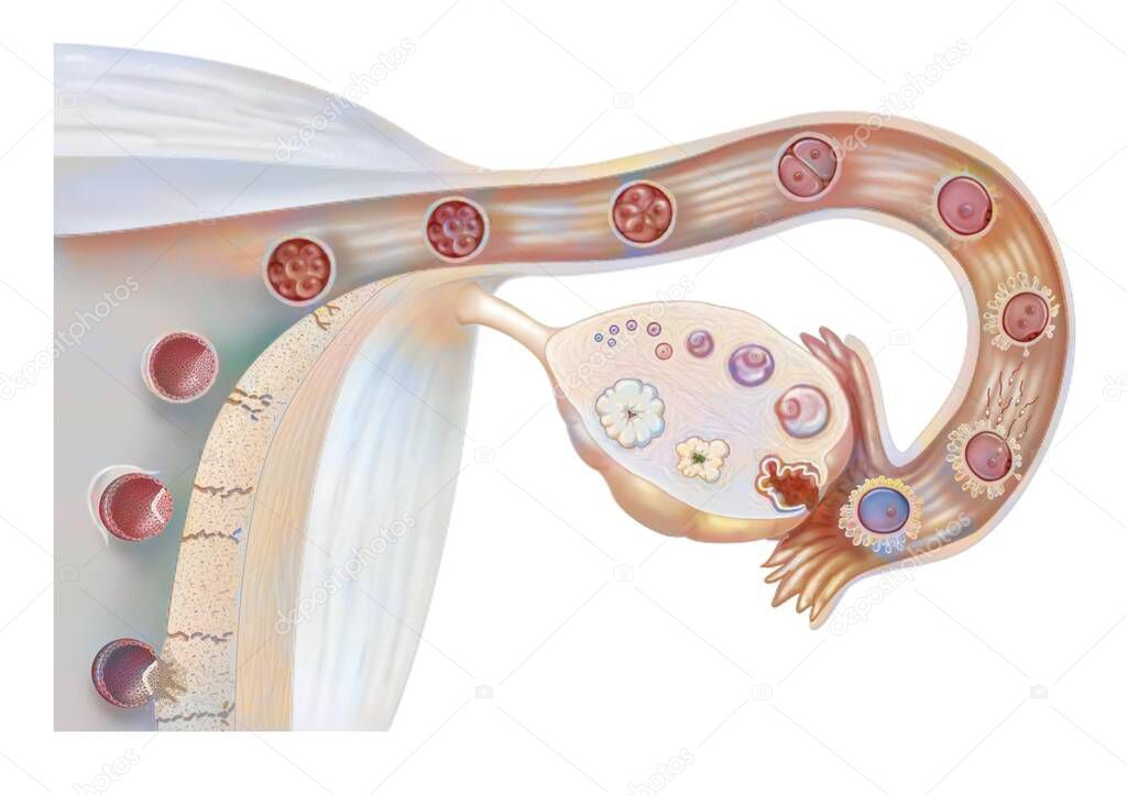 Female genitalia: ovarian cycle, ovulation, fertilization, embryo segmentation, implantation. 
