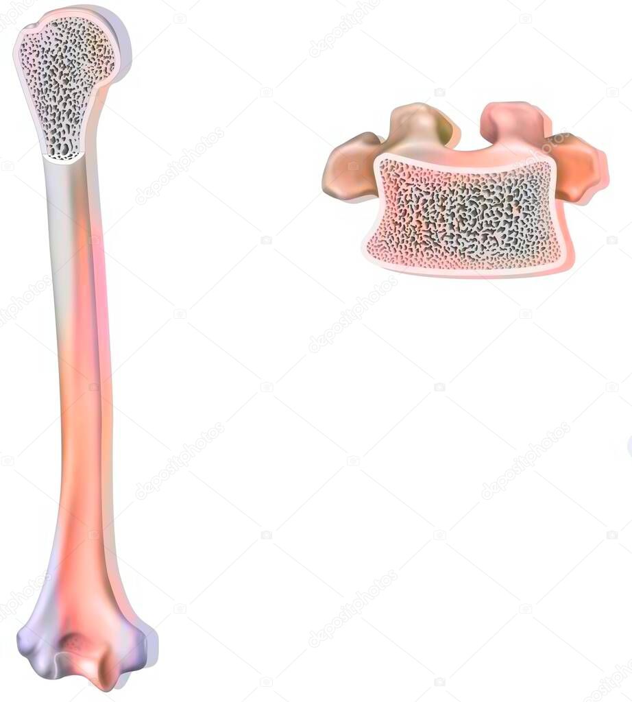 Bone structure: humerus and a dorsal vertebra.