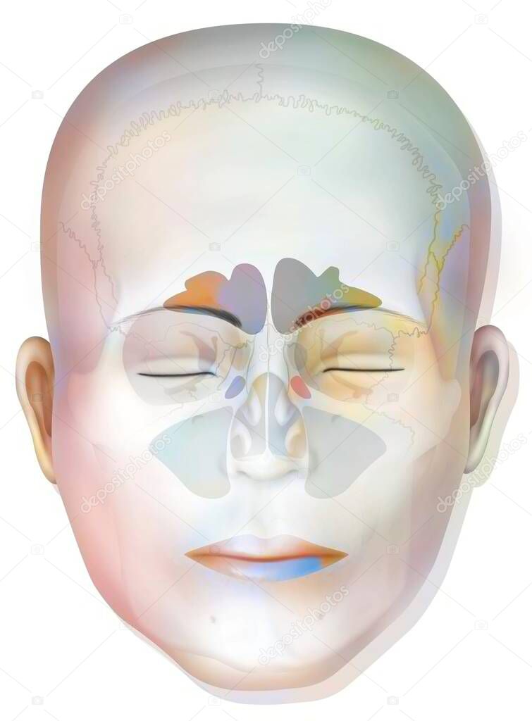 Sinus with frontal, sphenoidal, ethmoidal and maxillary sinuses.