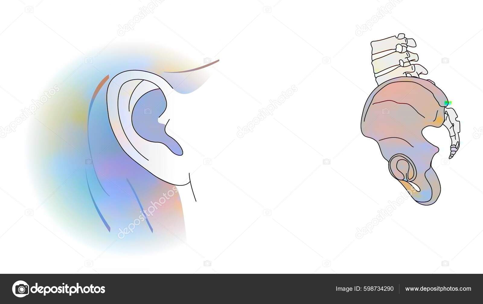 Analogy Pinna Ear Iliac Bone Stock Illustration by ©imagepointfr 598734290