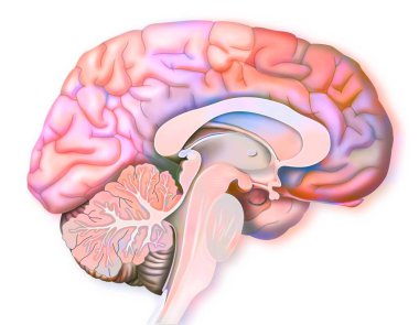 Areas of the brain involved when we are afraid.