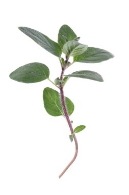 Beyaz arka plan kesme izole kekik veya mercanköşk yaprakları