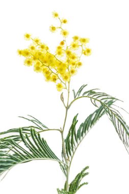 Frame from branches and flowers of mimosa on a white wooden background. copy space