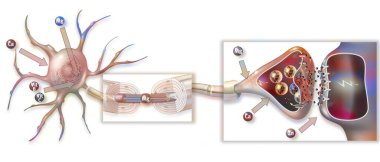 Action of mineral salts and vitamins on the transmission of nerve impulses at the synapses.
