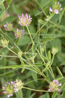 ALFALFA close-up view