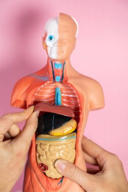 Anatomical mannequin for teaching human organs