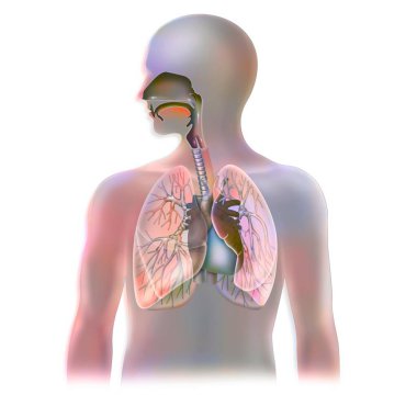 Anatomy of the trachea and lungs with the heart.