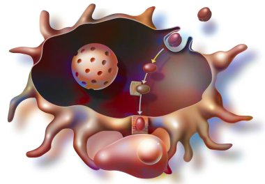 Immune reaction triggered by molecules of the AIDS virus injected by vaccination.