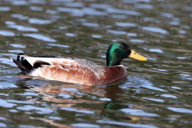 Mallard duck in a park in Paris, Ile de France, France.