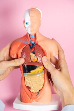 Anatomical mannequin for teaching human organs
